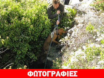 Απίστευτη διάσωση δύο κυνηγόσκυλων στο Βραδέτο Ζαγορίου